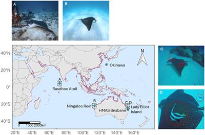 Citizen science highlights rare behaviours by the spotted eagle ray Aetobatus ocellatus Kuhl 1823